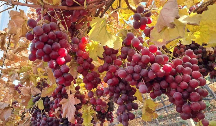 Yeni yılın üzümleri depodan değil bağdan