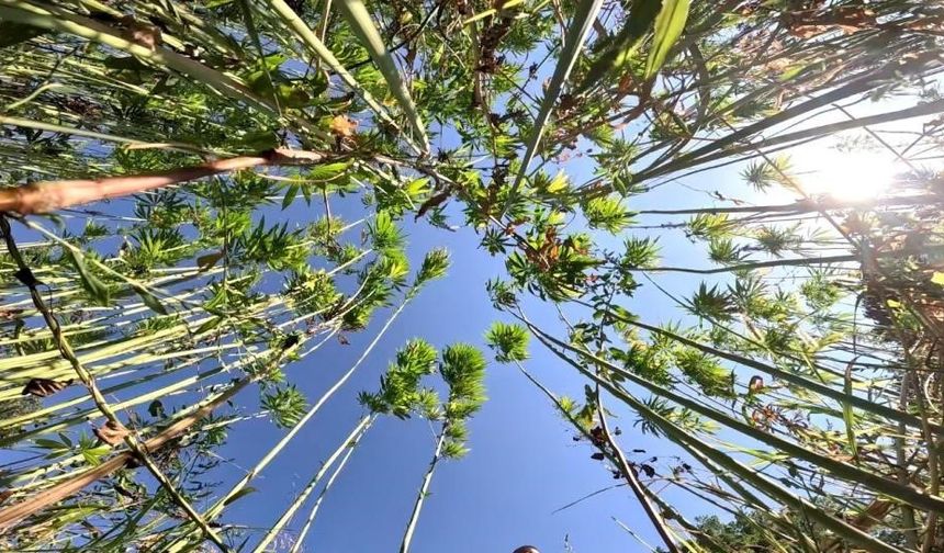 Samsun’da kenevir üretimi için son tarih uyarısı: Başvurular 1 Nisan’da bitiyor