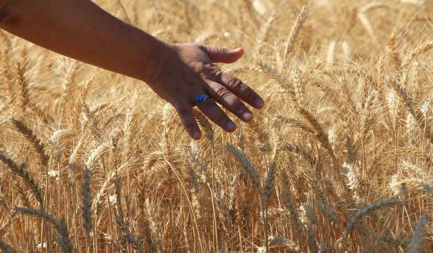 Dünya tahıl üretiminde 133 milyon ton artışla rekor bekleniyor