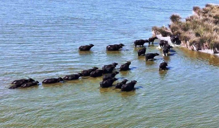 Hayvancılıkta Samsun farkı: 19 bin 495 manda ile ilk sırada