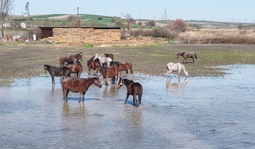 Milyonluk yarış atları da su altında kaldı