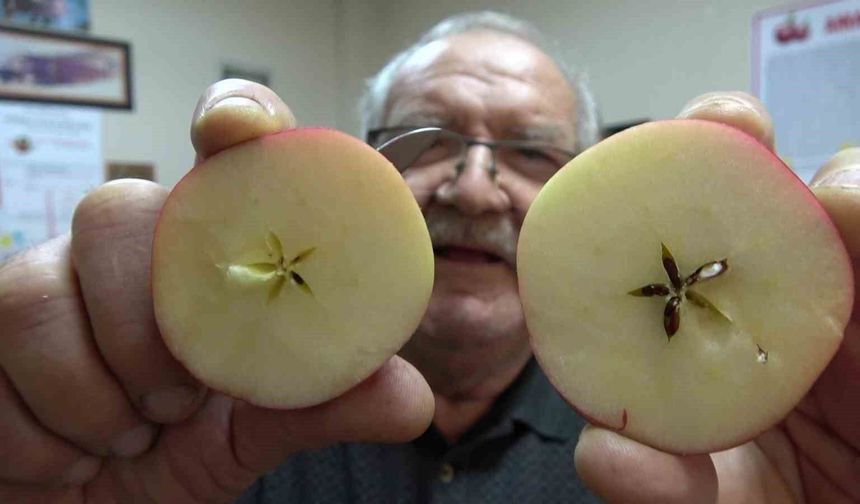 Misket elma yok satıyor: Taklitlerinden yıldız testiyle ayırt ediliyor