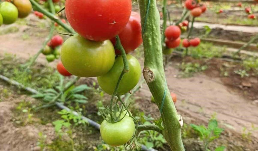 Simav’da yetişen ’coğrafi işaretli’ Eynal domatesi pazarlarda ilgi görüyor
