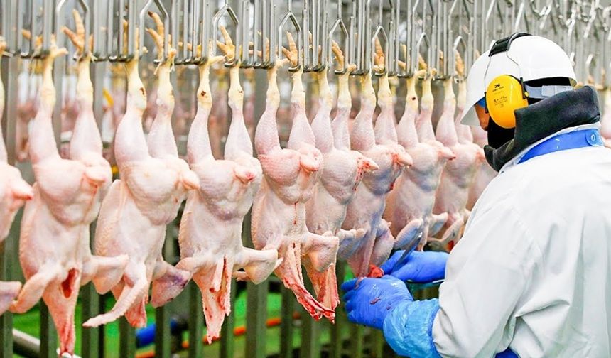 Son Dakika: Tavuk İhracatı Ramazan Öncesi Durduruldu