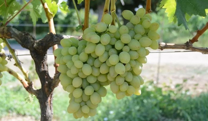 Tekirdağ’da "Günışığı" üzümü tescillendi