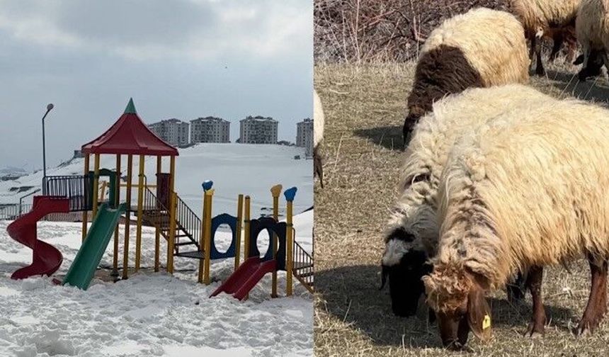 40 kilometre arayla iki mevsim: Yüksekova’da kar, Esendere’de bahar mesaisi