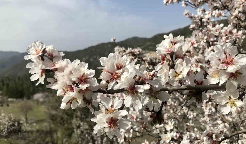 Antalya’da badem ağaçları çiçek açtı, doğada renk cümbüşü yaşanıyor