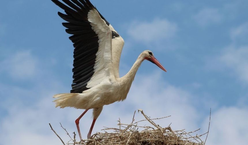 Baharın müjdecisi leylekler görsel şölen oluşturdu