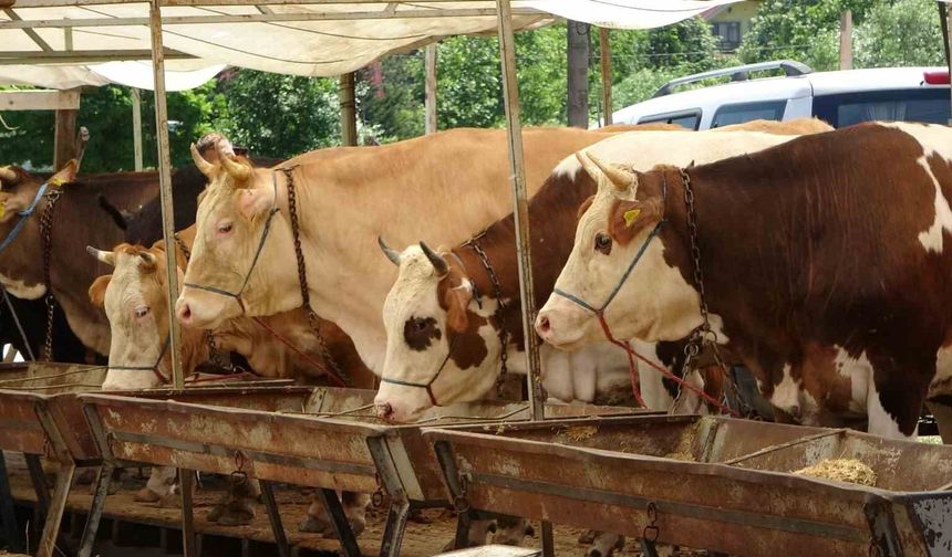 Buldan’da şap karantinası kaldırıldı