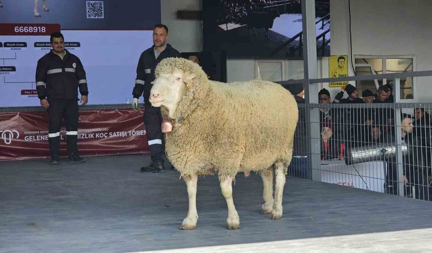 Damızlık koçta rekor, açık artırmada 1 milyonluk satış