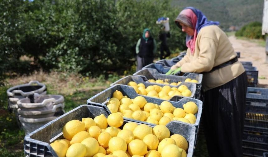 TÜİK’e göre limonda üretici fiyatları yıllık yüzde 410 yükseldi
