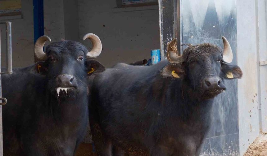 Türkiye’nin yeni manda ırkı Murana süt verimi ile dikkat çekiyor