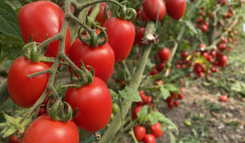 ATB mart ayı hal endeksini açıkladı