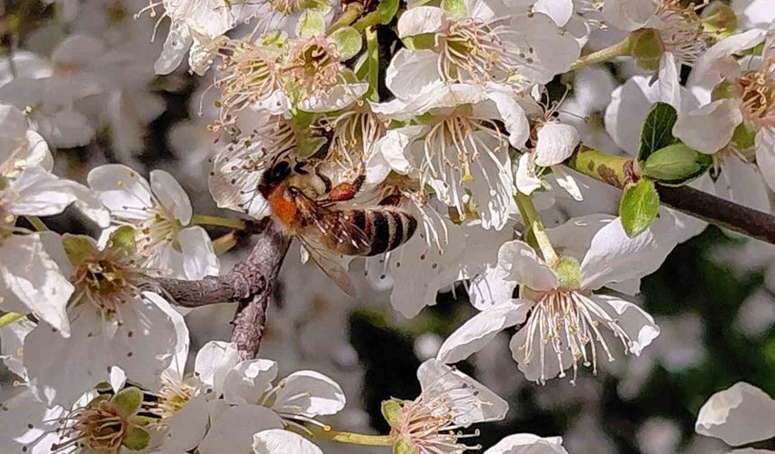 Bolu’da baharın gelmesiyle arılar harekete geçti