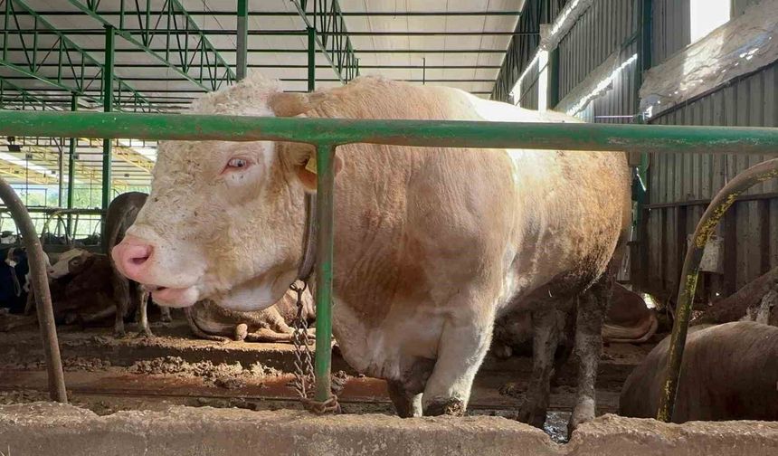 Bursa’da kurban hareketliliği: Tonluk boğayı 400 bin liraya sattı