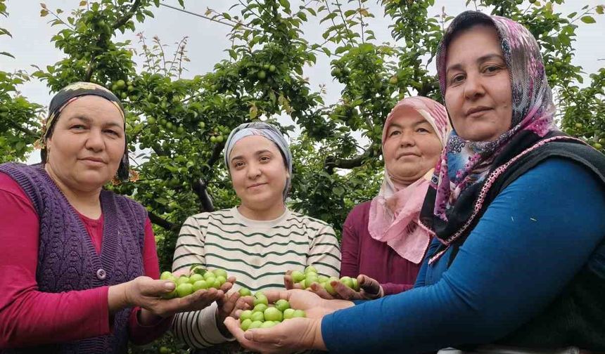 Mersin’de açıkta erik hasadı başladı, fiyatı 200 TL’ye kadar düştü