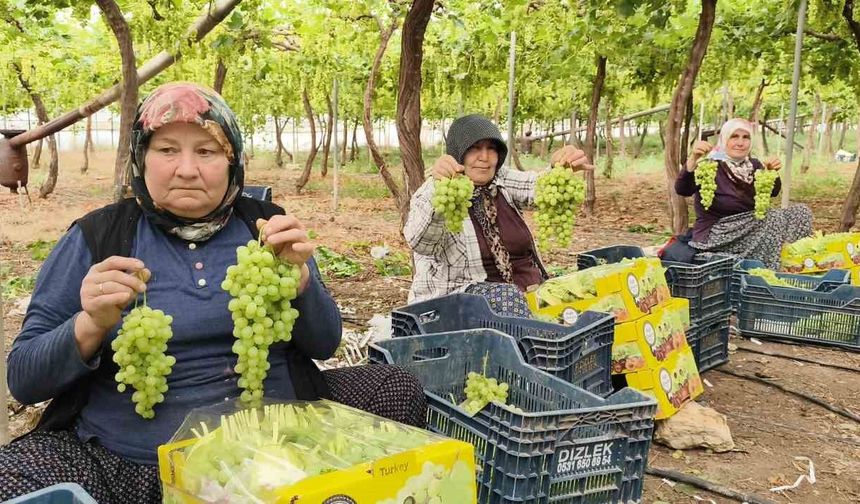 Silifke’de sezonun ilk üzümü hasat edildi, kilosu 600 TL’den ihraç edildi