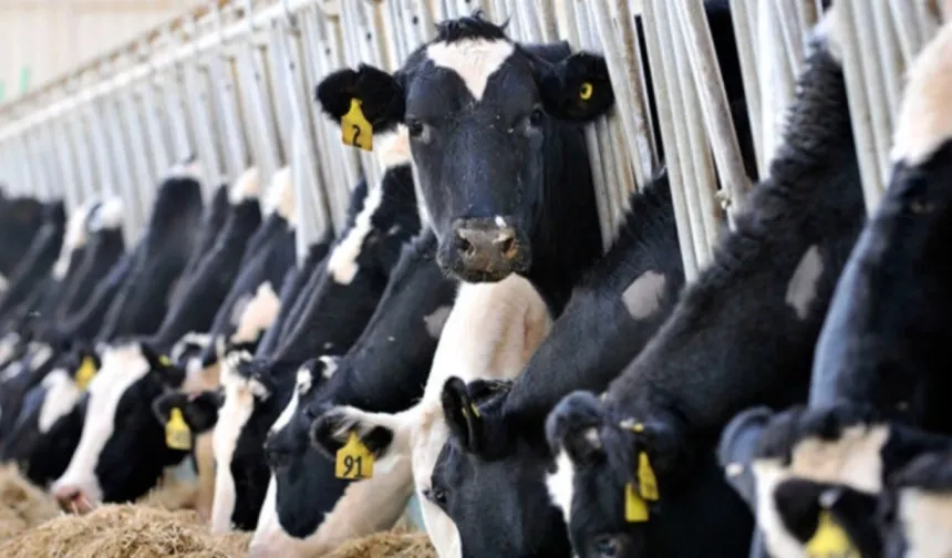 Ticari süt işletmelerince 887 bin 774 ton inek sütü toplandı