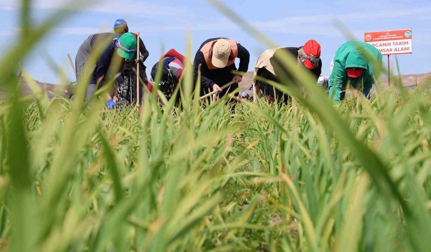 Aksaray’da yağmur yağışları tarımsal üretime can suyu oldu