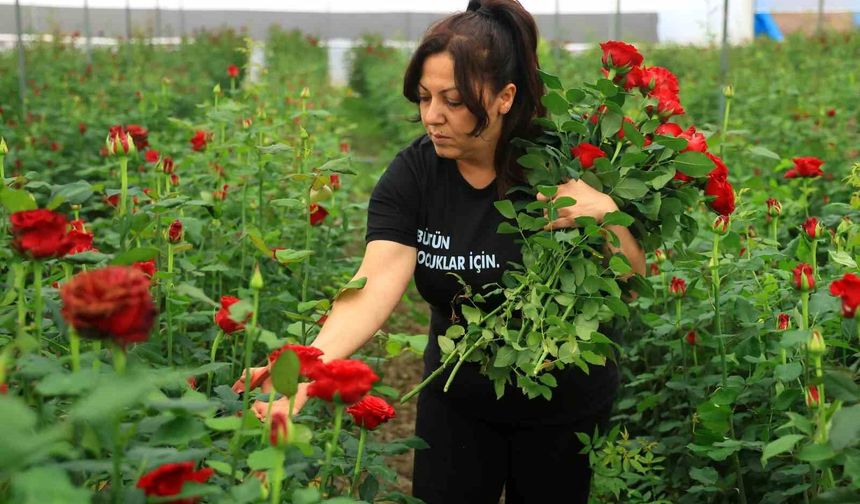 Anneler Günü öncesi gül serada 5, çiçekçide 50-100 lira