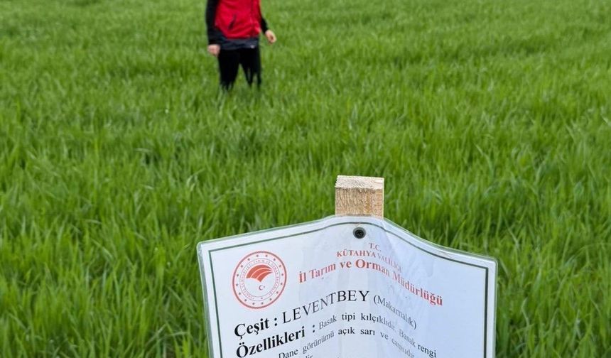 Aslanapa’da buğday demonstrasyon sahalarında hastalık ve zararlı sürvey çalışmaları