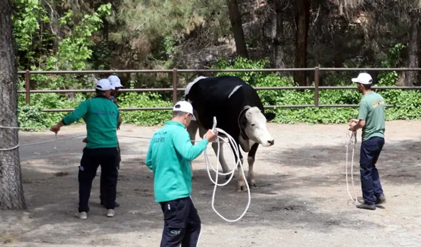 Kurban yakalama timine ’komando eğitimi’