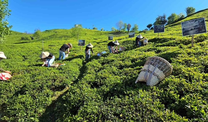 Rize’de çay sezonu karşılama programı düzenlendi