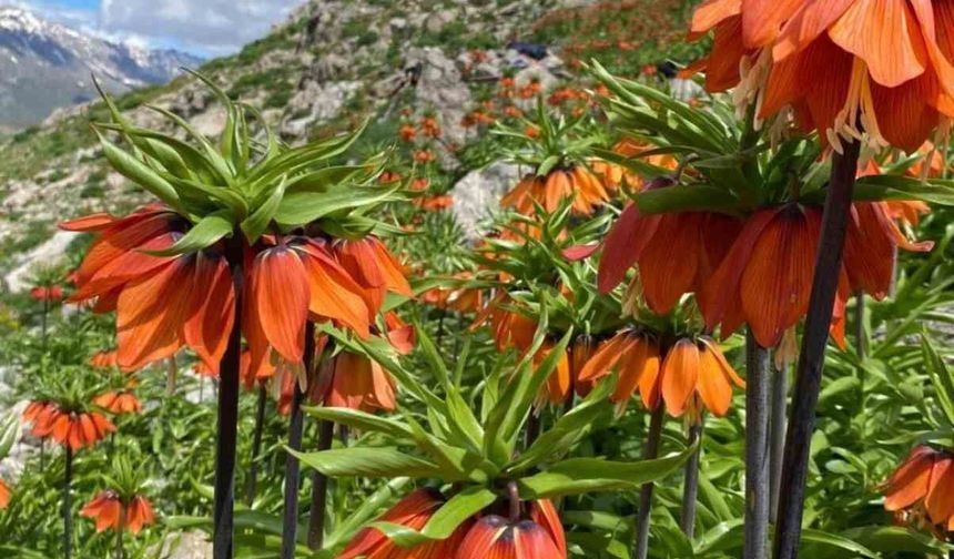 Siirt’te ters laleler açtı