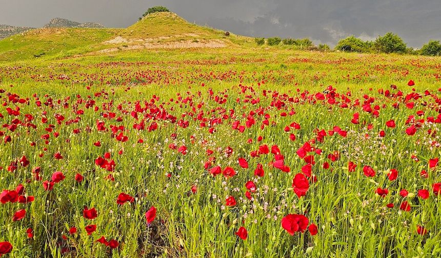 Şırnak’ta gelincik tarlasında görsel şölen