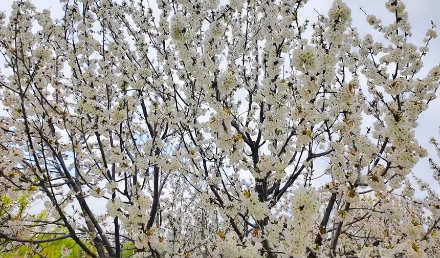 Tekirdağ’da kirazlar çiçek açtı, üreticide bereket umudu