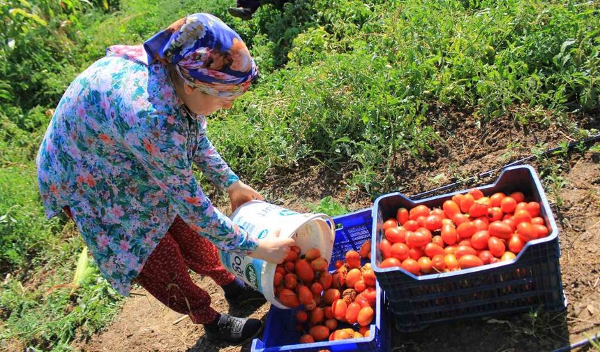 14 salça fabrikasına sahip Karacabey’de domates sezonu başlıyor