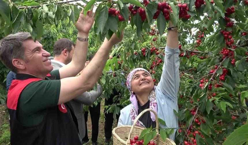 Amasya’da dalları kiraz bastı, bu yıl 50 bin ton rekolte bekleniyor