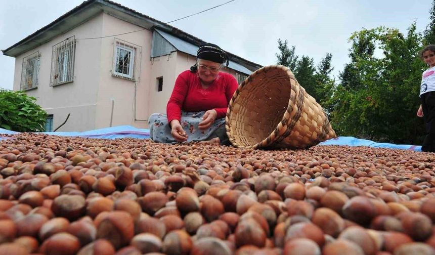 Düzce’den AB ülkelerine 5 bin 291 ton fındık ihraç edildi