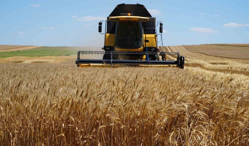 Edirne’de buğday hasadı çiftçinin yüzünü güldürüyor