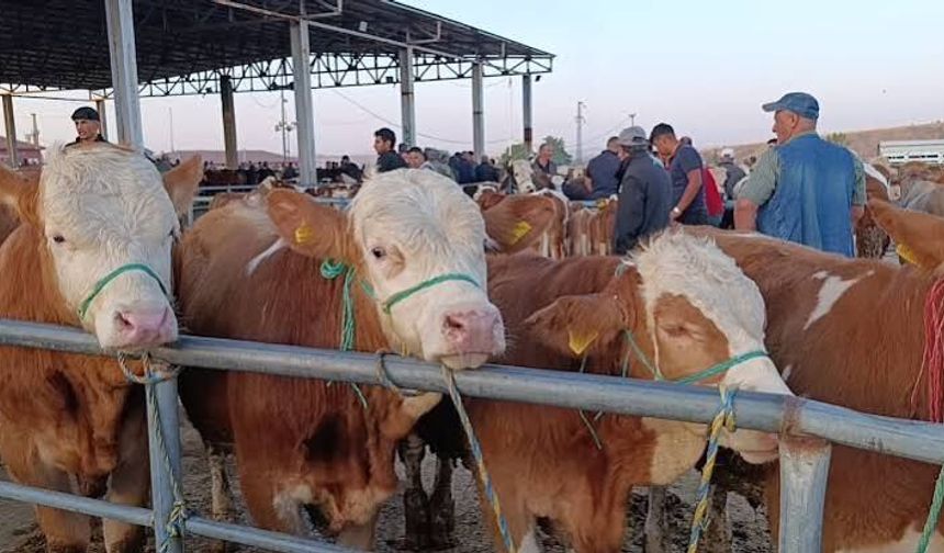 Hayvan fiyatları düşüşte, besiciler ‘Tam alım zamanı’ diyor
