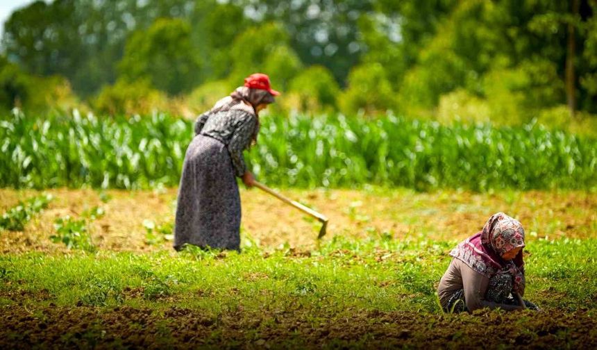 Kocaeli’de tarım ve hayvancılığa 7 yılda 1,5 milyar lirayı aşkın destek sağlandı