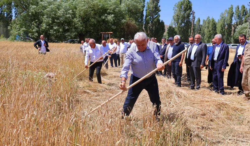 Binali Yıldırım Harman Şenliği’nde tırpan salladı