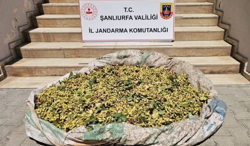 Şanlıurfa'da 380 kilo fıstık çalan 4 şüpheli yakalandı