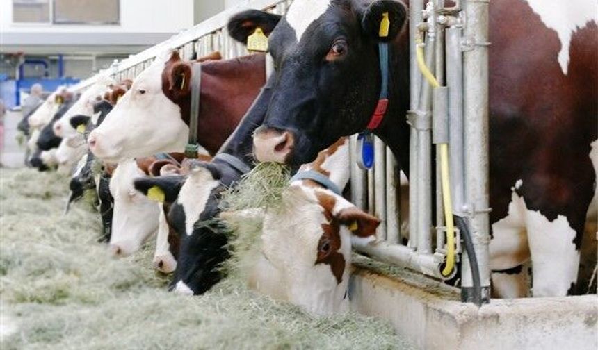 TÜİK- Ticari süt işletmelerince 995 bin 463 ton inek sütü toplandı