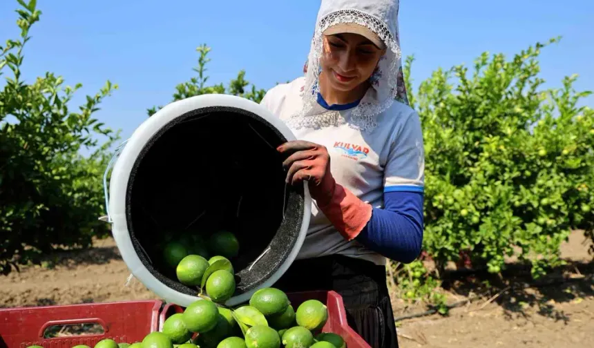 Adana’da Limon Hasadı Başladı: Rekolte Rekor, Fiyat Dipte