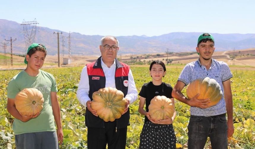 Elazığ’da kabak hasadı başladı: 4 bin tonun üzerinde rekolte bekleniyor