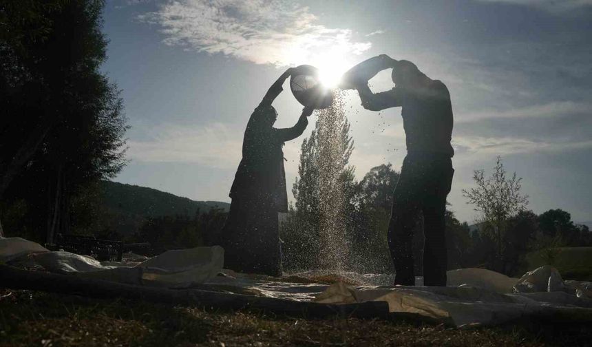 Muş’ta geleneksel yöntemle mısır hasadı
