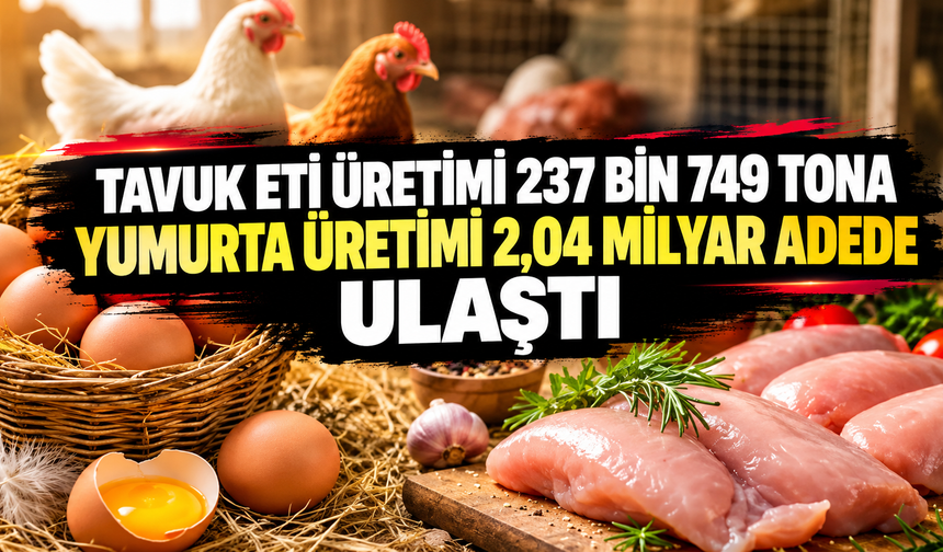 Tavuk eti üretimi 237 bin 749 tona, yumurta üretimi 2,04 milyar adede ulaştı