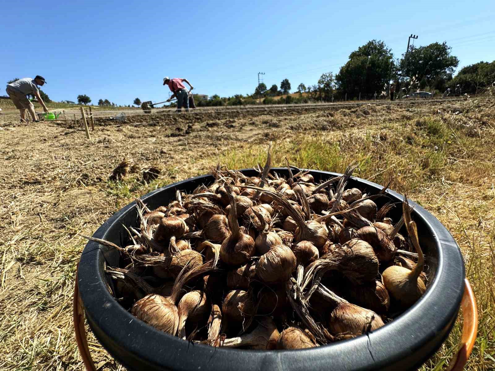 Safran Soğanı Isindetayi.com Haber