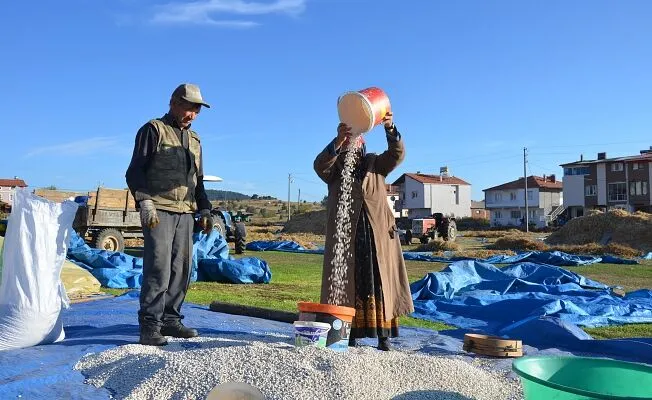 Demirci’nin Yaylalarında Yetişen Kuru Fasulyede Hasat Başladı Haber Isindetayi