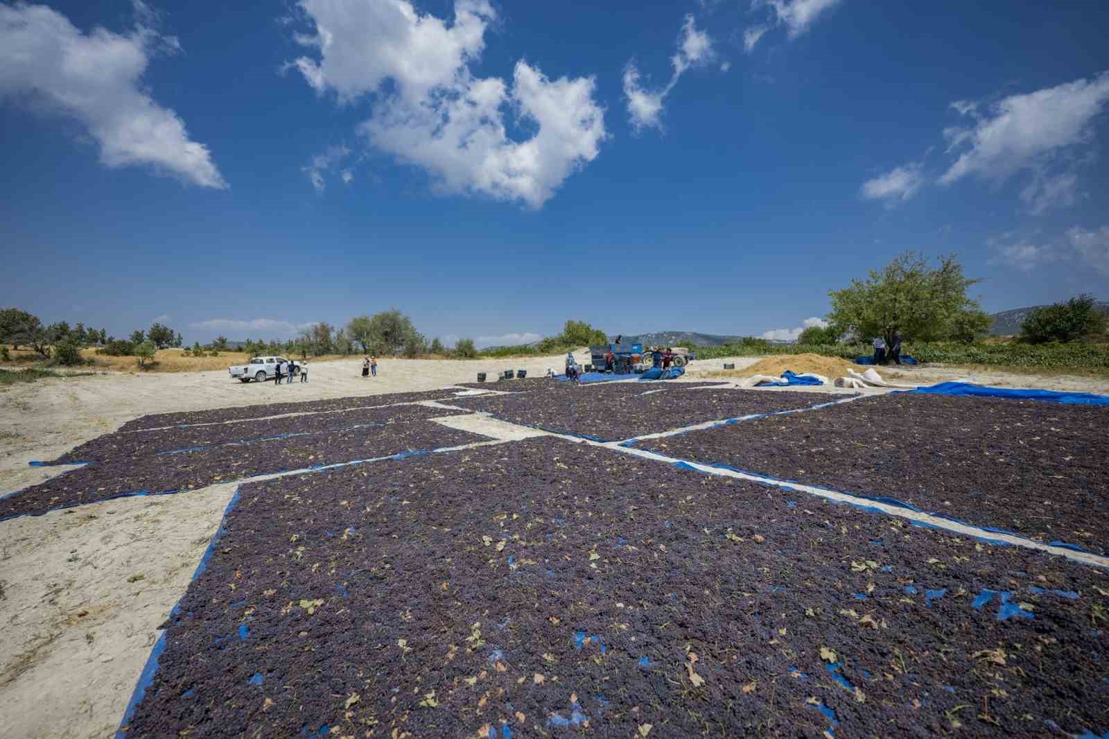 Gülnar Kuş Üzümü Tescil Ile Değer Kazandı Isindetayi.com