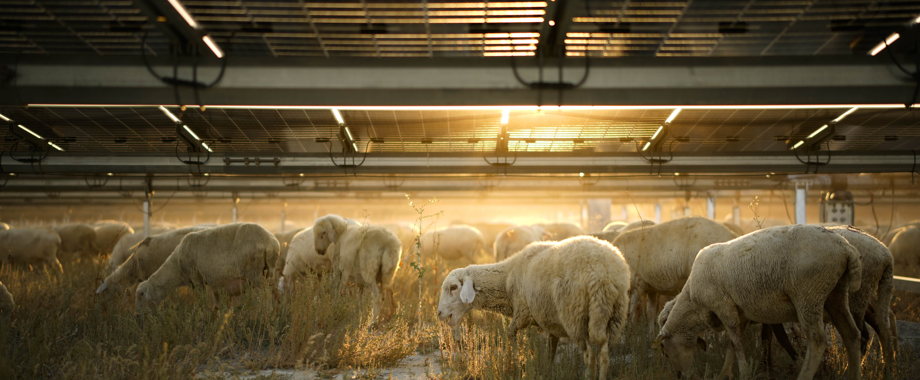 Kalyon Enerji, Güneş Ve Rüzgâr Enerjisinde 5 Gw Kapasiteye Ulaşmayı Hedefliyor Enerji Isindetayi