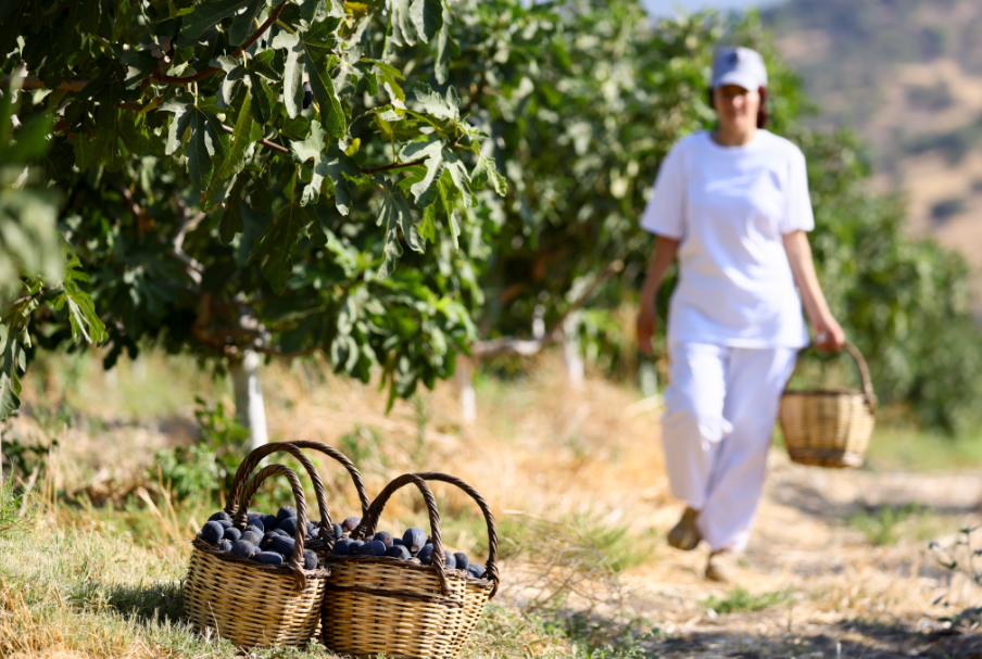 Türkiye'nin Incirdeki Yeni Yıldızı Siyah Orak, Kuzey Ege'de Yayılıyor Haber Isindetayi