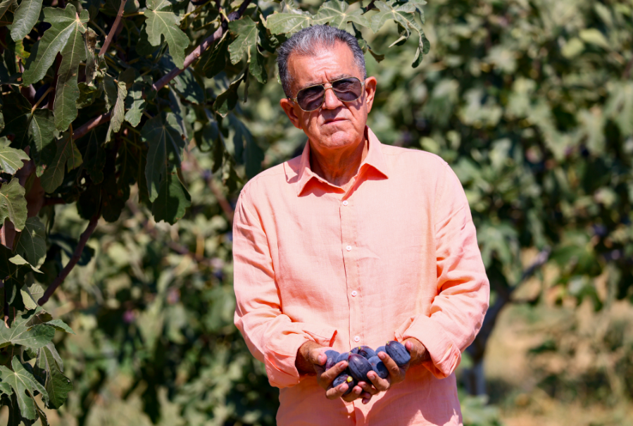 Türkiye'nin Incirdeki Yeni Yıldızı Siyah Orak, Kuzey Ege'de Yayılıyor Isindetayi.com Haber Tarım