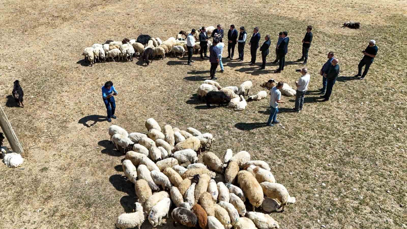 Vali Balcı Çiftçilerimize 240 Bin Koyun Verdik Isindetayi.com Haber